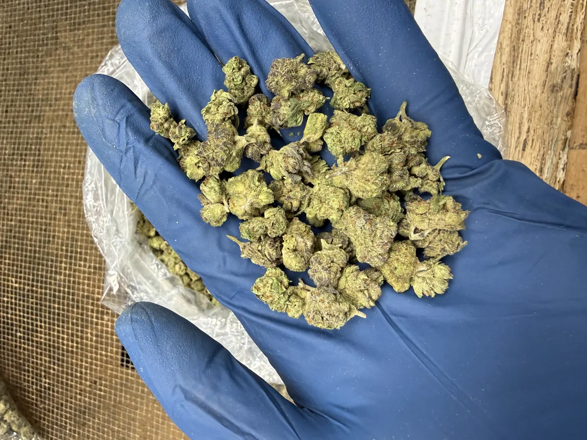 Gush Mintz Packaged Flower